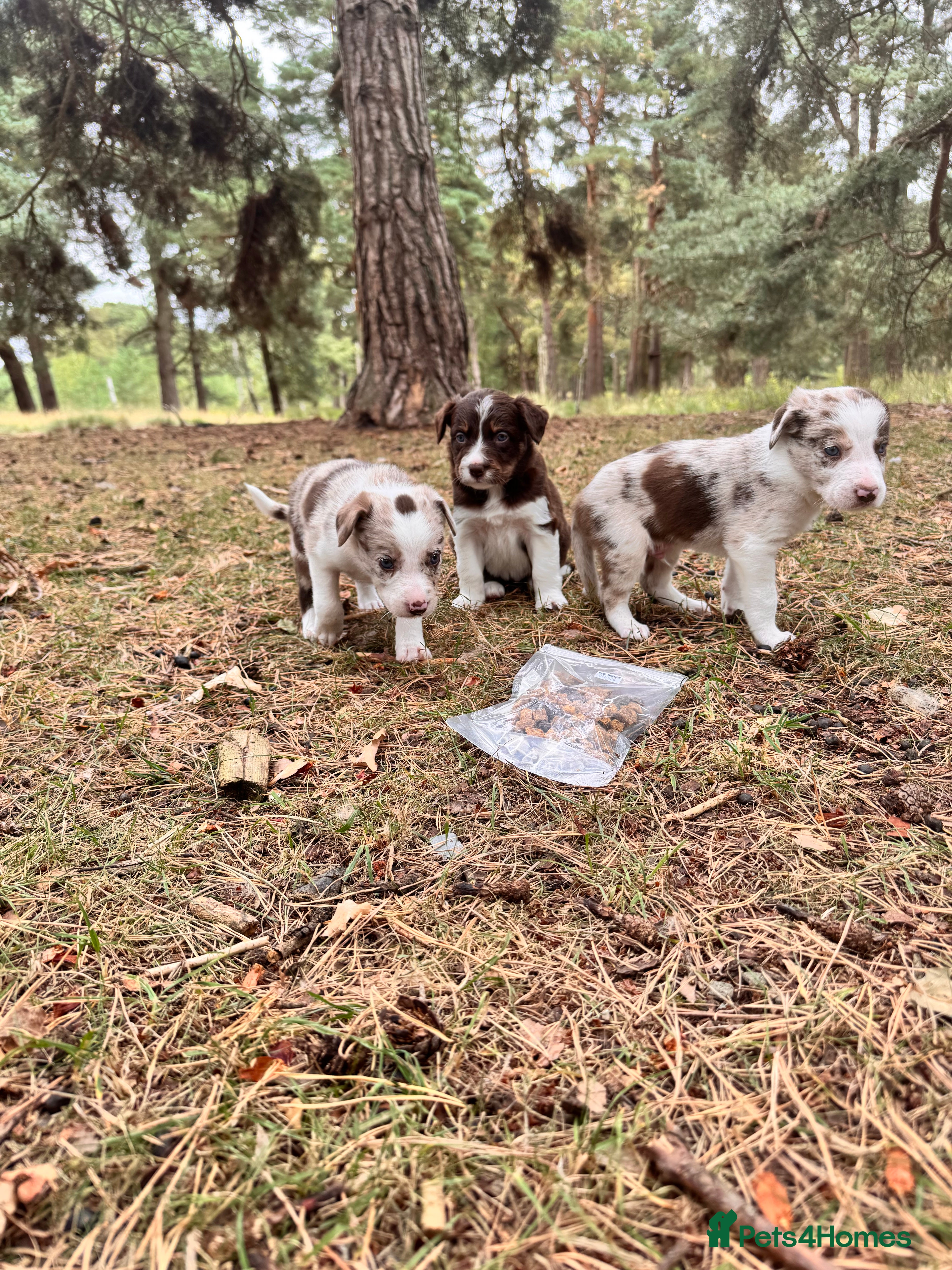 Border Collie dogs Border collie pups  - Advert 20
