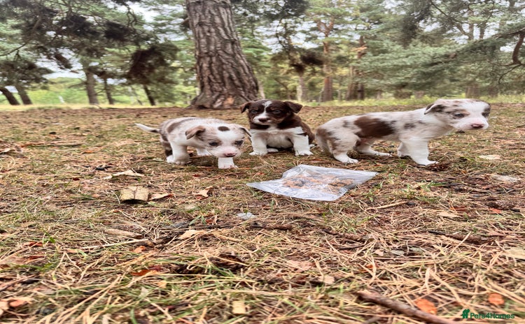 Border Collie dogs - Advert 3