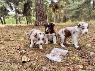Border Collie dogs - Advert 4