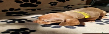 Miniature Dachshund 5