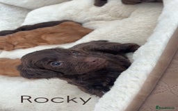 Cockapoo dogs for sale: Stunning Litter of 6 F1 Cockerpoo puppies  - Image 6