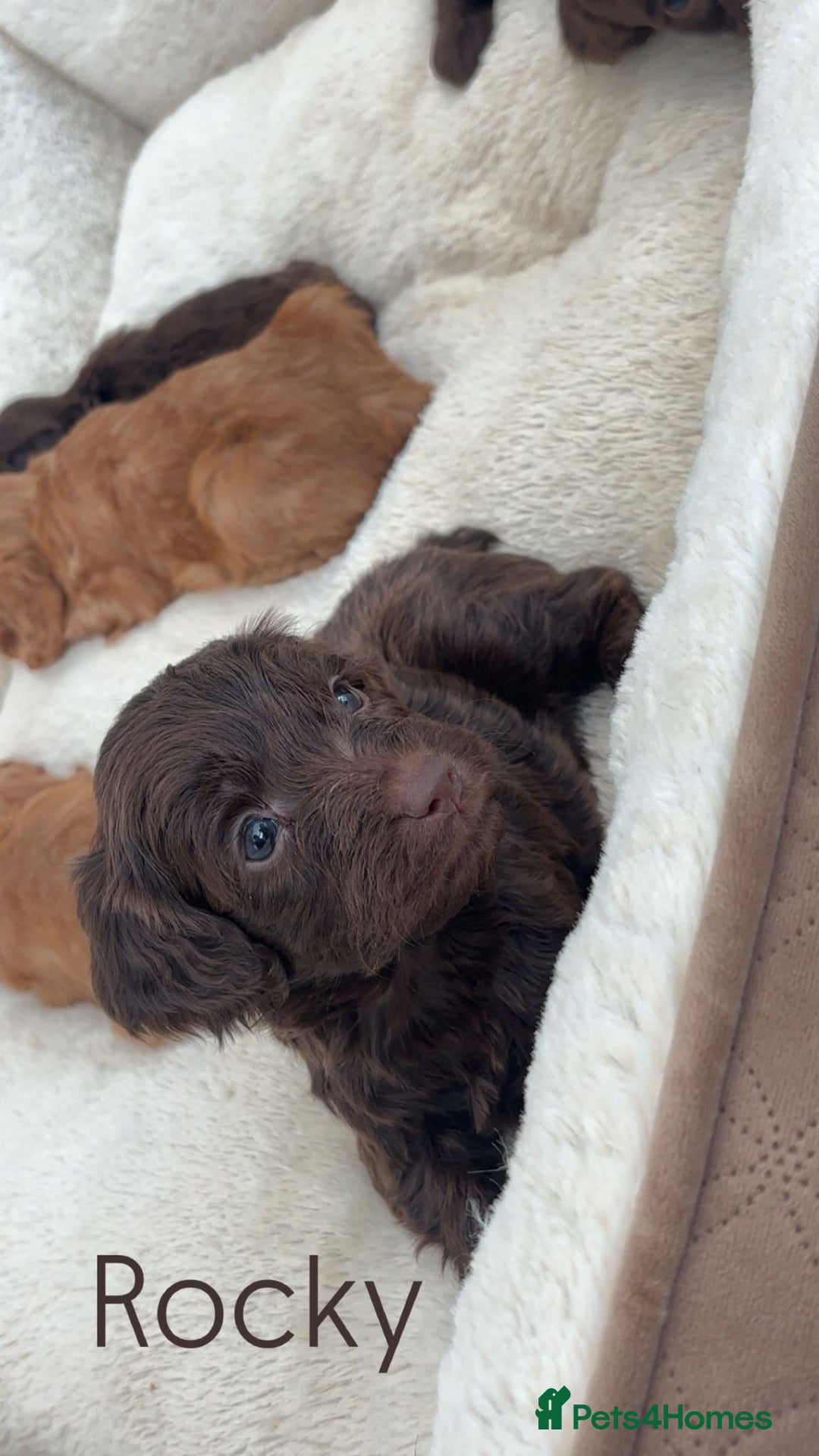 Cockapoo dogs for sale: Stunning Litter of 6 F1 Cockerpoo puppies  - Image 6