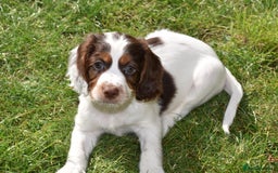 Cocker Spaniel dogs for sale: Kc Reg Working Cocker Spaniels. - Image 7