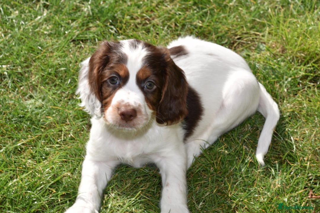 Cocker Spaniel dogs for sale: Kc Reg Working Cocker Spaniels. - Image 7