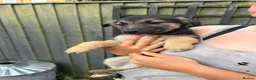 Mixed Breed dogs for sale: German shepherd pups  in Louth - Advert 6