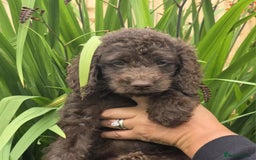 Sproodle dogs for sale: Gorgeous Chocolate Sproodle Puppies - Image 7