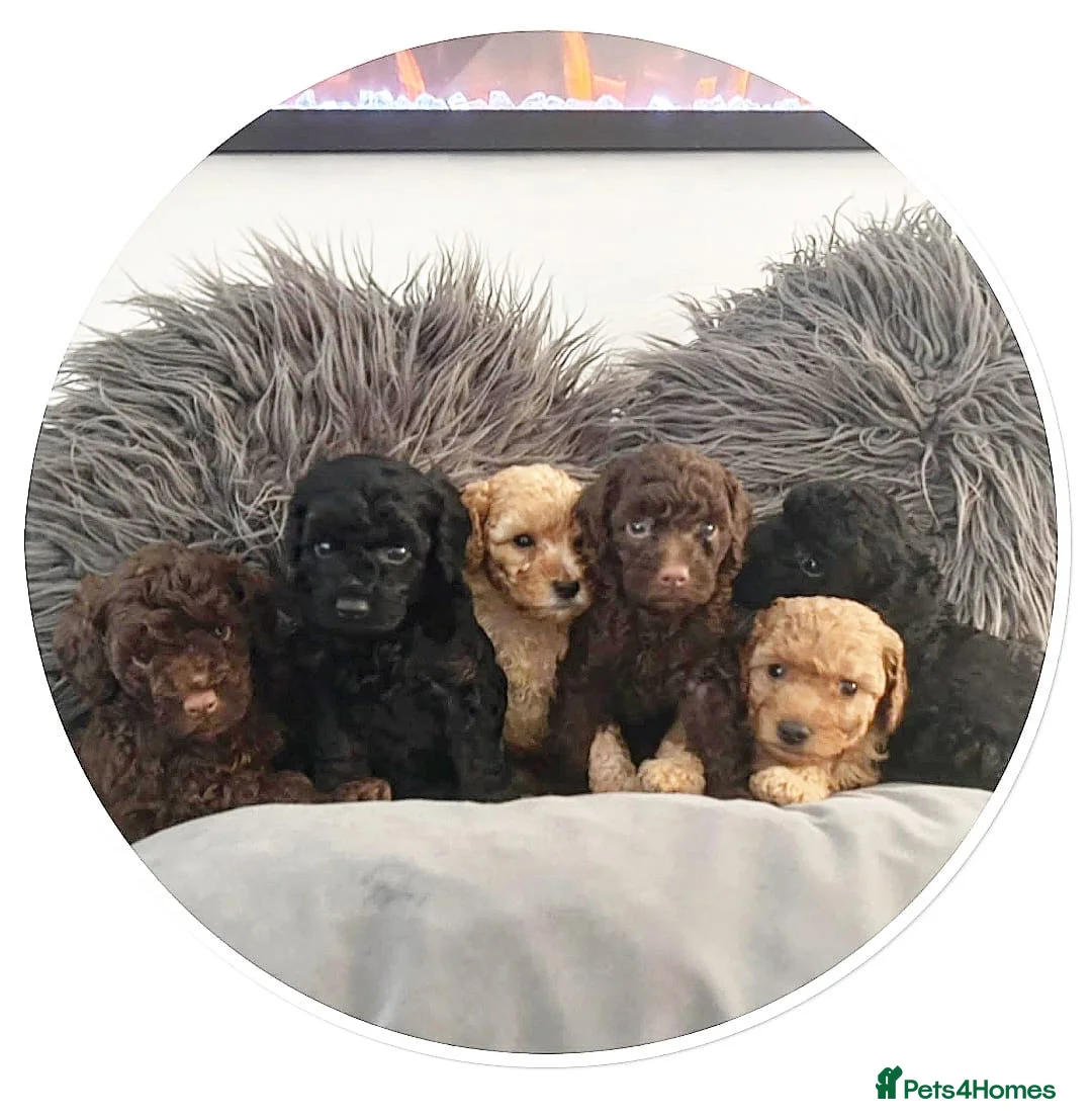Miniature Poodle dogs for stud: Gorgeous mini poodle health tested stud   in Swindon - Advert 3