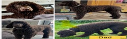 Irish Water Spaniel dogs for sale: Irish Water Spaniel Litter - Advert 13