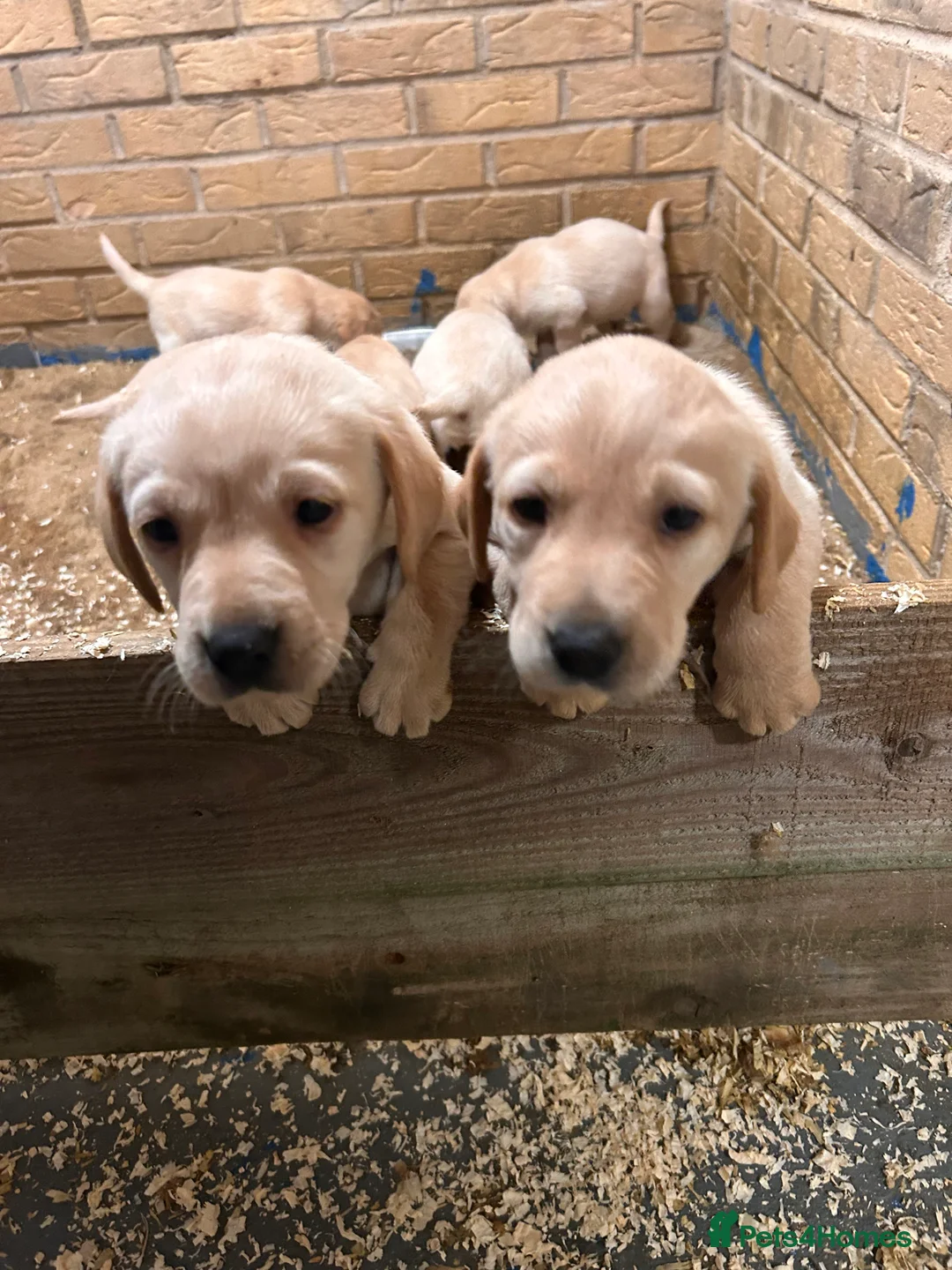 Labrador Retriever dogs for sale: Labrador golden puppies  - Advert 2