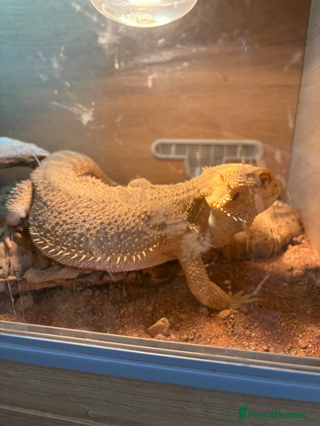 Bearded Dragon reptiles for sale: Bearded Dragon and Enclosure  in Swadlincote - Advert 3