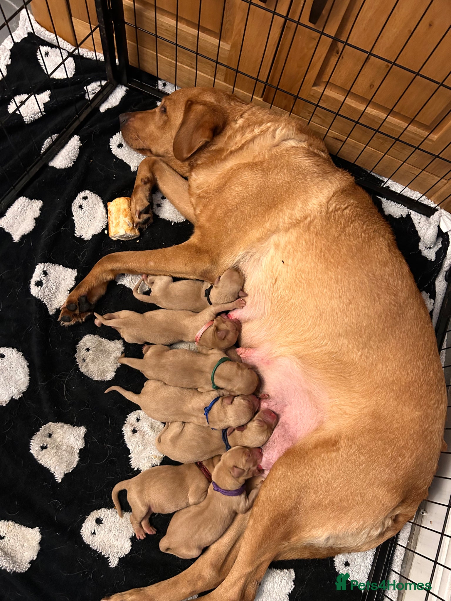 Labrador Retriever dogs for sale: Follow your pups journey from birth ❤️ - Advert 1