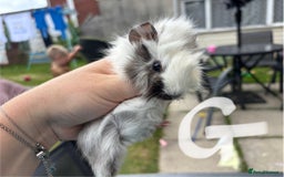 Guinea Pig rodents for sale: Guinea pigs 2 girls 1 boy - Image 2
