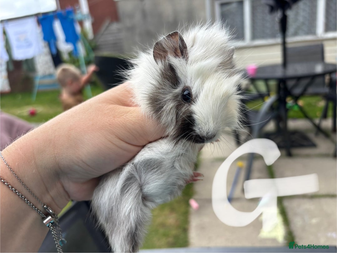 Guinea Pig rodents for sale: Guinea pigs 2 girls 1 boy - Image 2