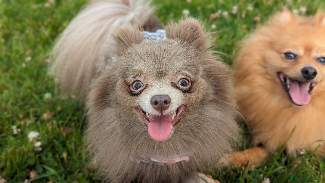 Pomeranian dogs for sale: Adult Poms - Advert 4