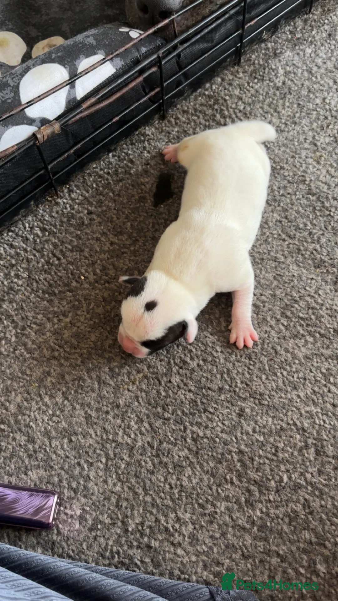 Mixed Breed dogs for sale: American staff x cane corso puppies - Advert 8