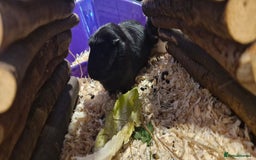 Guinea Pig rodents for sale: 2 female guinea pigs  - Advert 2