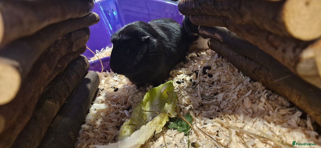 Guinea Pig rodents for sale: 2 female guinea pigs  - Advert 2
