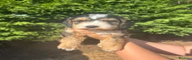 Cockapoo 1