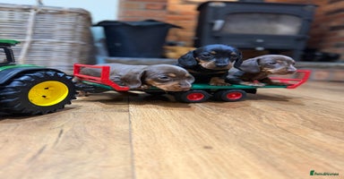 Miniature Dachshund dogs Gorgeous Miniature Dachshund boys - Advert 5