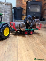 Miniature Dachshund dogs Gorgeous Miniature Dachshund boys - Advert 16
