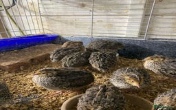 Quail poultry for sale: Jumbo Quail - Image 2