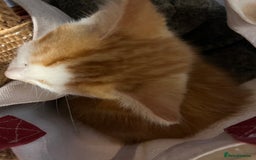 Mixed Breed cats for sale: Mixed litter  - Image 25