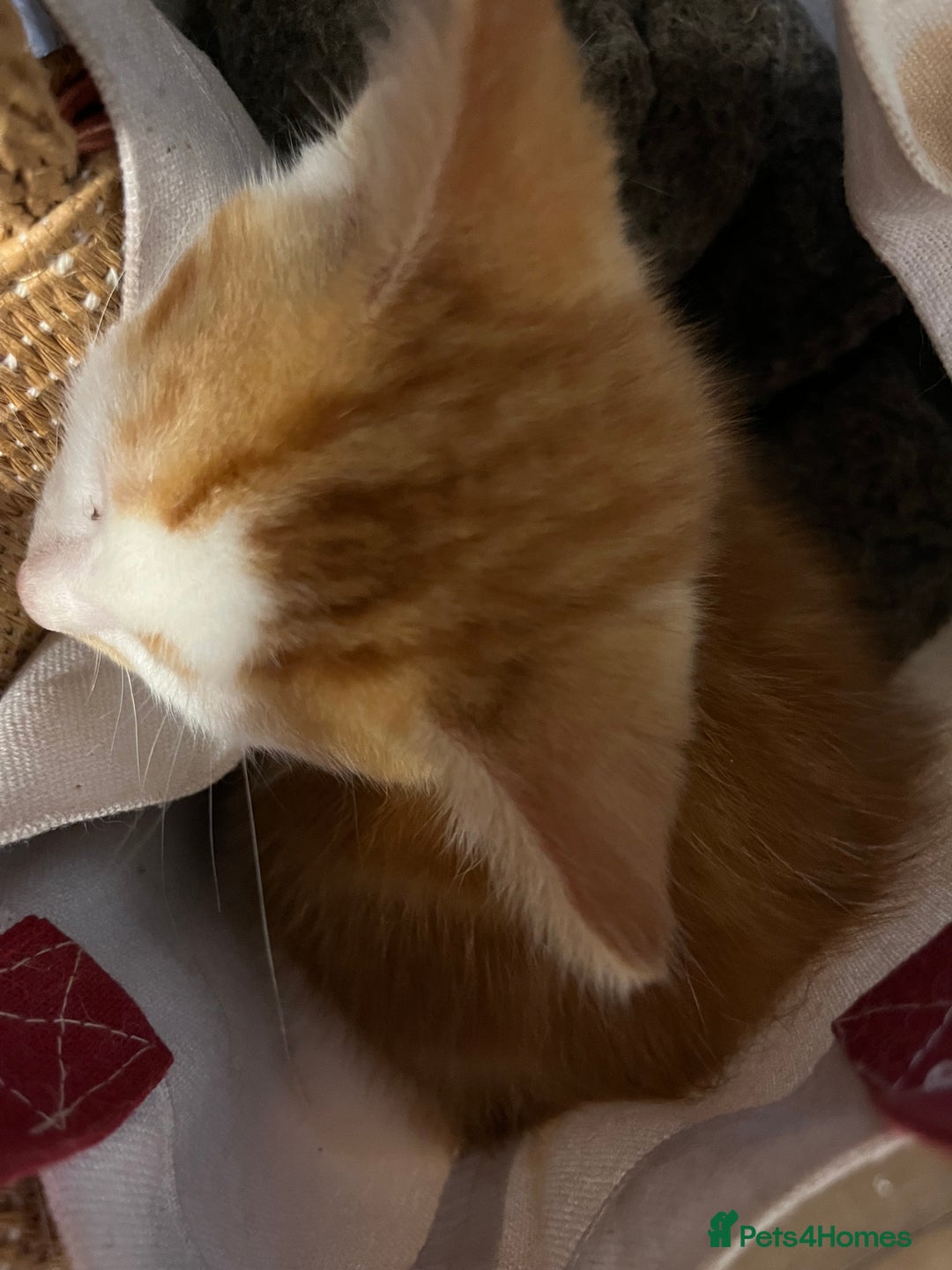 Mixed Breed cats for sale: Mixed litter  - Image 25