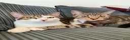 Mixed Breed cats for sale: 2 cats male and female  - Advert 3