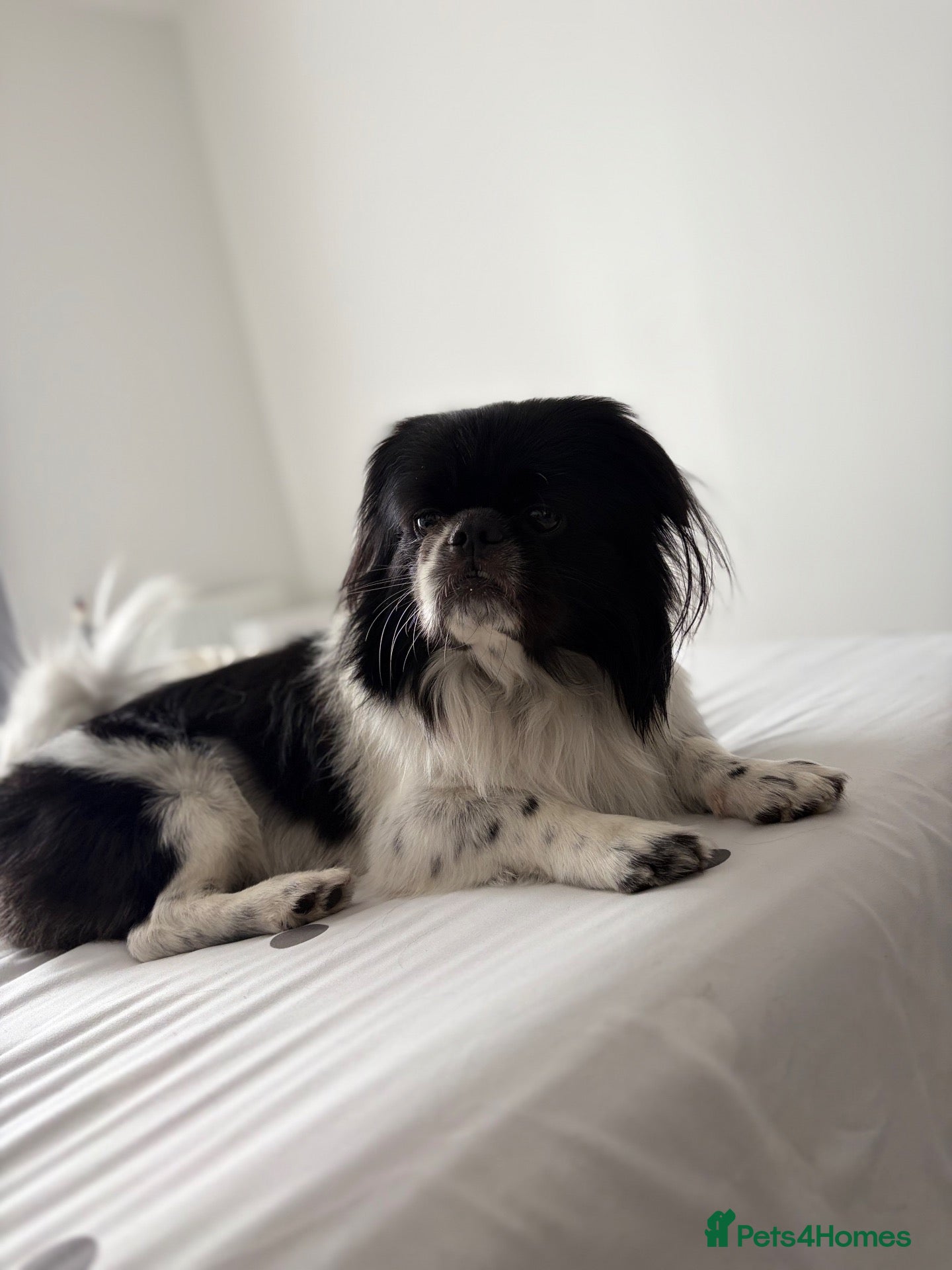 Shih Tzu dogs Handsome hunk Oreo 💙 - Advert 4