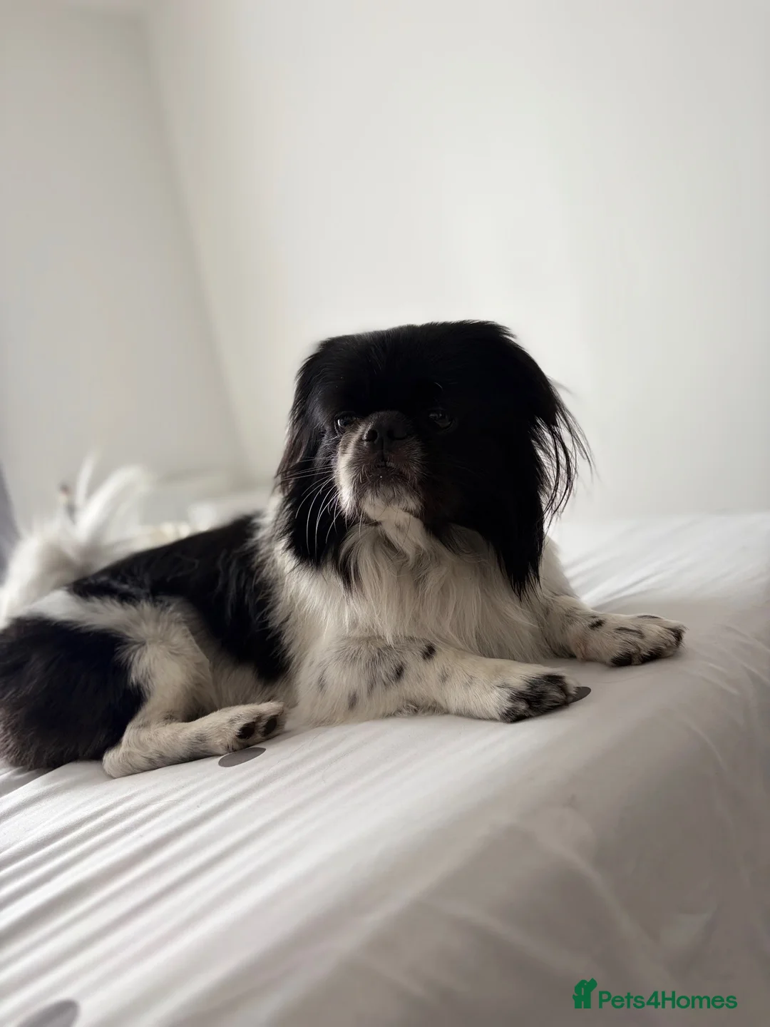 Shih Tzu dogs for stud: Handsome hunk Oreo 💙 - Advert 1