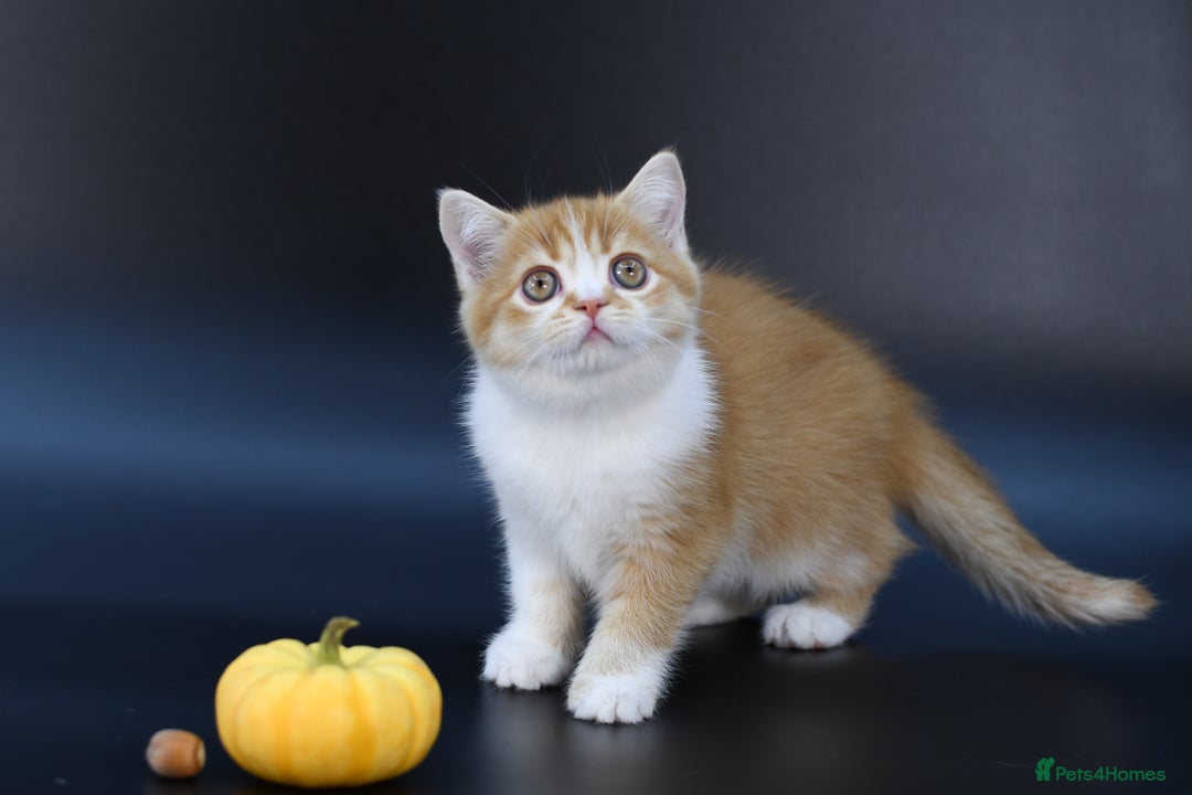 Scottish Fold cats for sale: LICENSED CATTERY, PURE BREED TOP QUALITY KITTENS - Image 17
