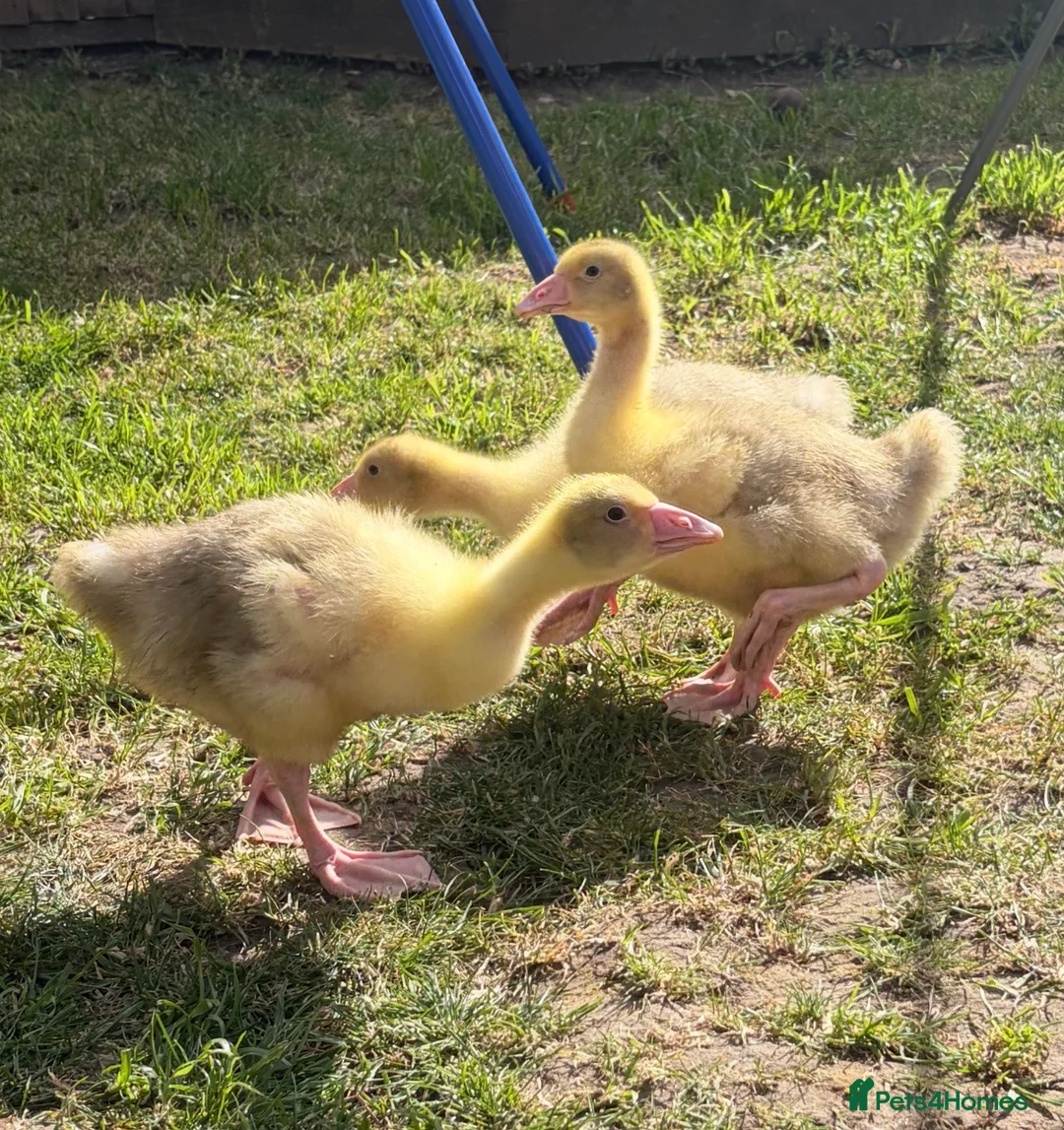 Geese poultry for sale: Beautiful Goslings - Advert 3