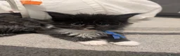 Maine Coon cats for sale: Beautiful Maine coon babies  - Advert 9