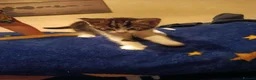 Mixed Breed cats for sale: Kittens looking for a lovely family 😻 in Leeds - Advert 24