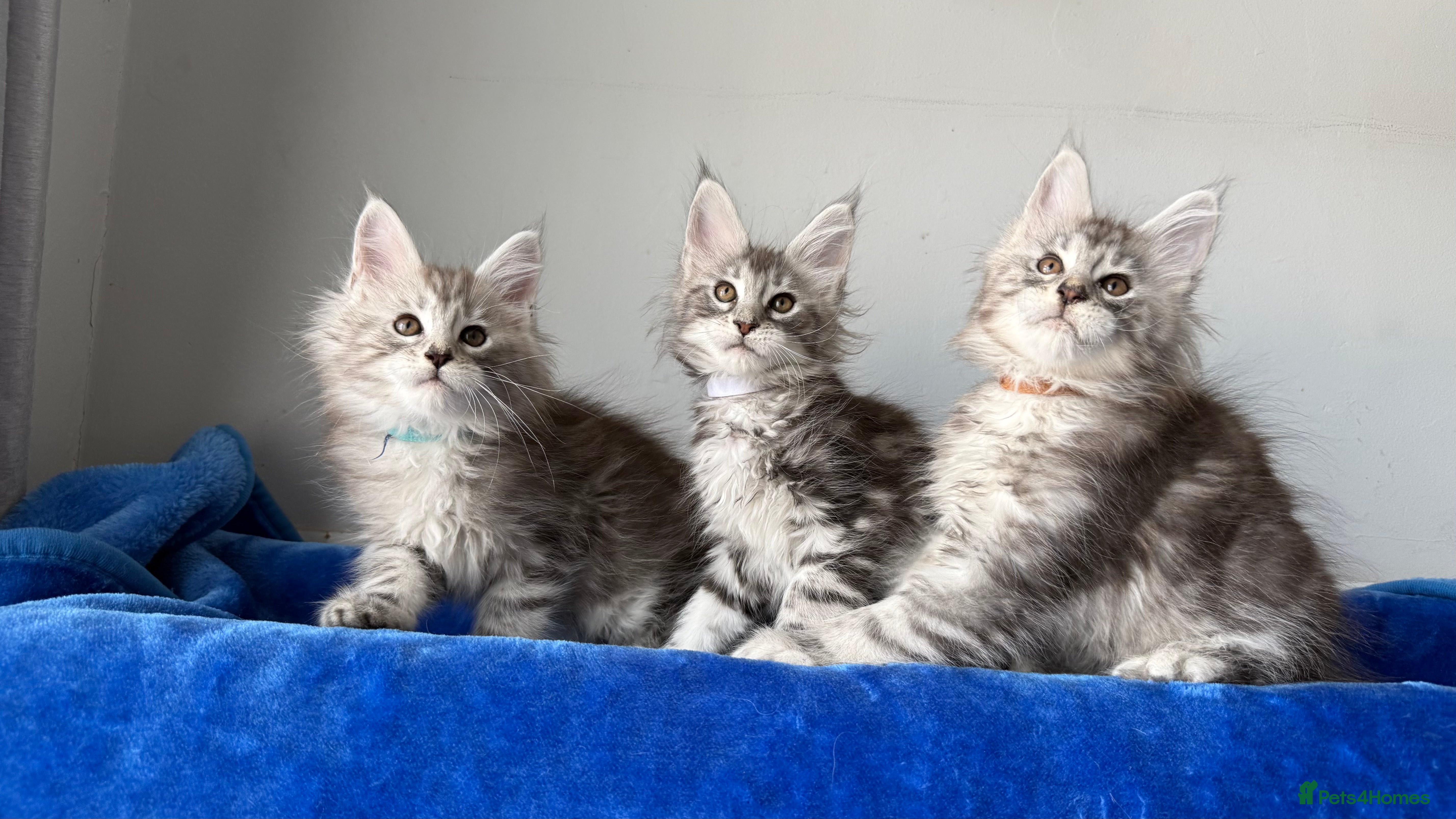 Maine Coon cats Maine coon kittens registered with GCCF - Advert 1