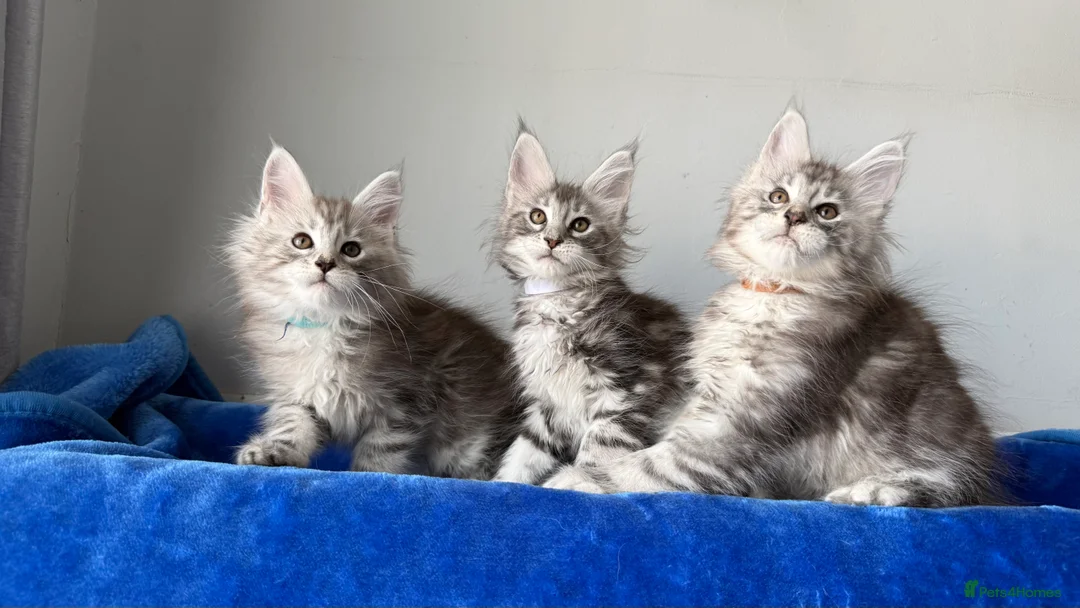 Maine Coon cats for sale: Maine coon kittens registered with GCCF - Advert 1