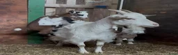 Goats livestock for sale: Kaleb and Jeremy  - Advert 2