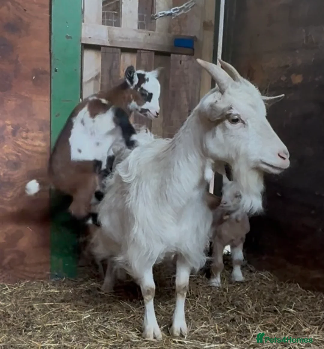 Goats livestock for sale: Kaleb and Jeremy  - Advert 2