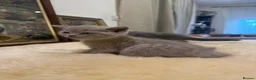 British Shorthair cats for sale: TICA registered Champion Bloodline BSH Kittens - Advert 31