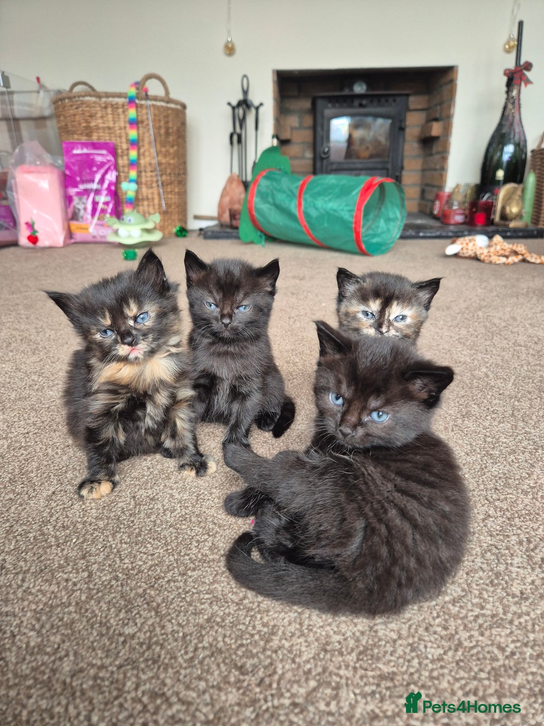 Mixed Breed cats for sale: 😺 VERY FRIENDLY KITTENS 😺 - Advert 22