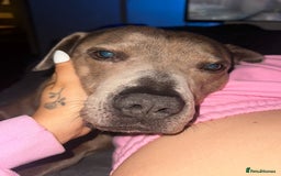 Staffordshire Bull Terrier dogs for sale: Benji - Image 1