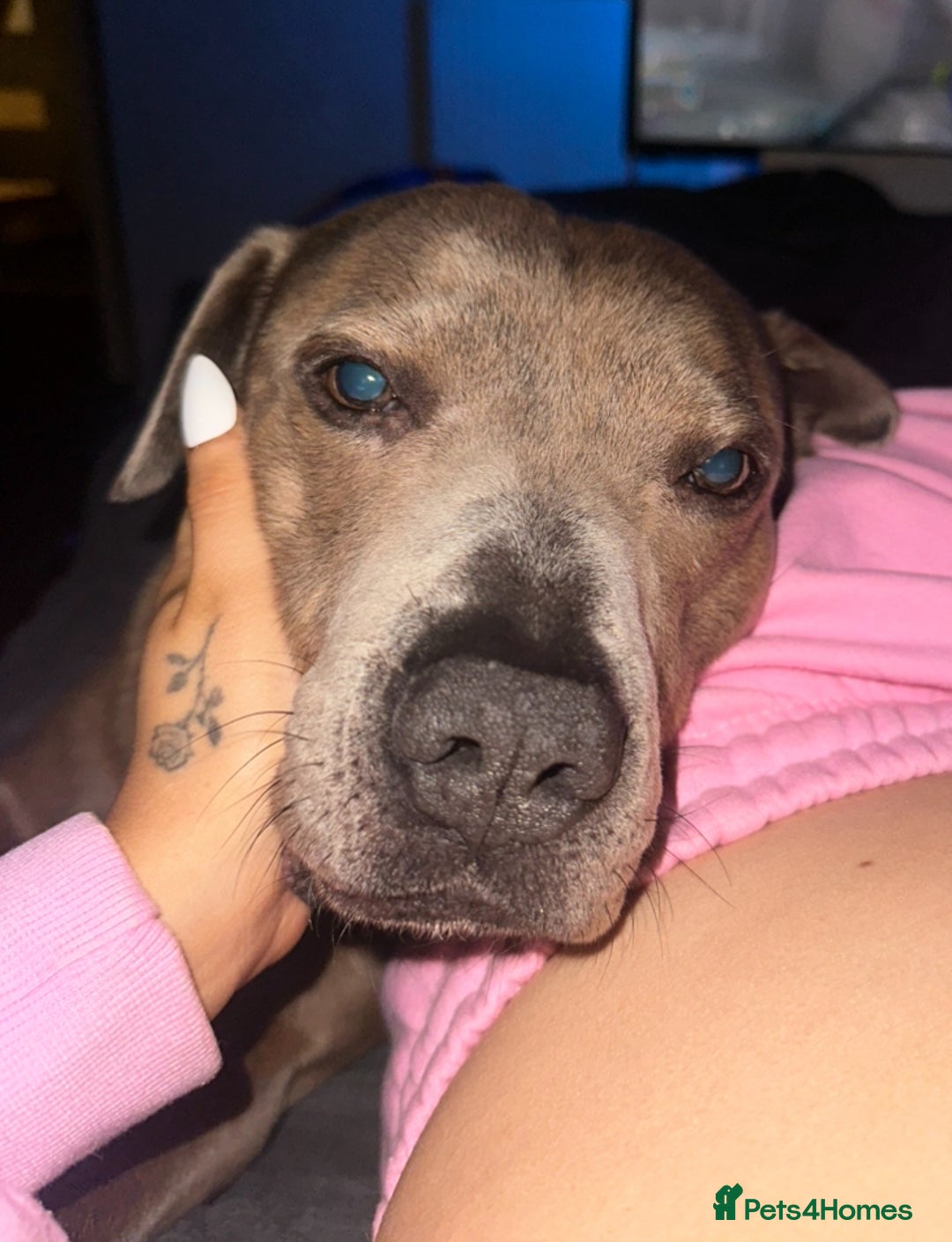 Staffordshire Bull Terrier dogs for sale: Benji - Image 1