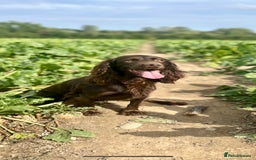 Cocker Spaniel dogs for sale: Exceptional KC Reg Working Cocker Spaniel Puppies - Image 2