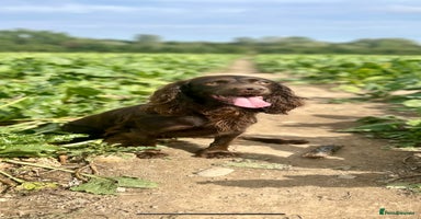 Cocker Spaniel dogs - Advert 16