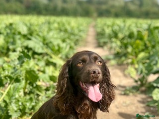 Cocker Spaniel dogs - Advert 28