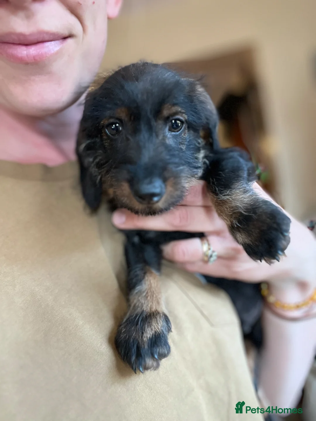 Dachshund dogs for sale: Puppy Standard Wirehaired Dachshund Boy  - Advert 4