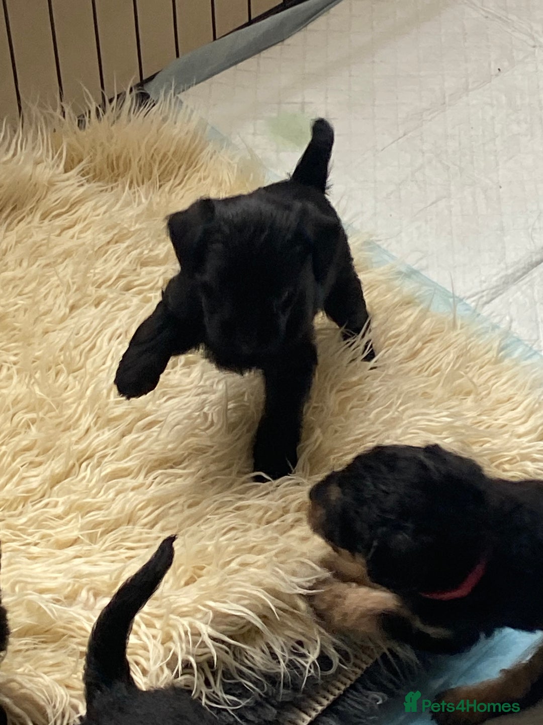 Mixed Breed dogs for sale: 3/4 patterdale 1/4 staffy x cavapoo pups - Image 4