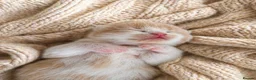 British Shorthair cats for sale: Supreme Champion GCCF British Shorthair kittens - Advert 19