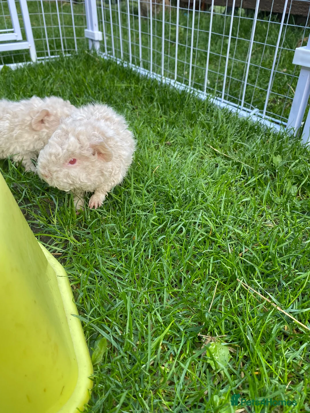 Guinea Pig rodents for sale: lunkarya female guinea pigs  in Malton - Advert 2