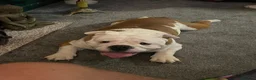 English Bulldog dogs for sale: Duke  - Advert 3